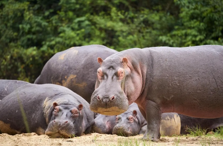 جلبها بابلو إسكوبار ..  كولومبيا تقر إعدام عشرات أفراس النهر