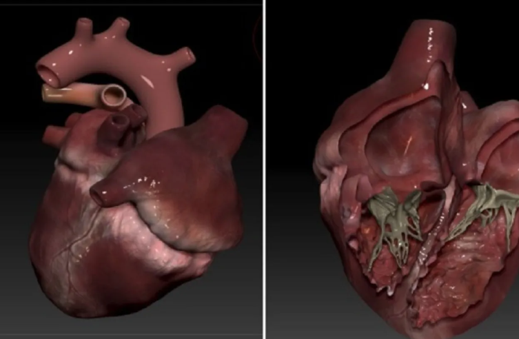 علماء يبتكرون نموذجا ثلاثي الأبعاد للقلب يحاكي نبضه