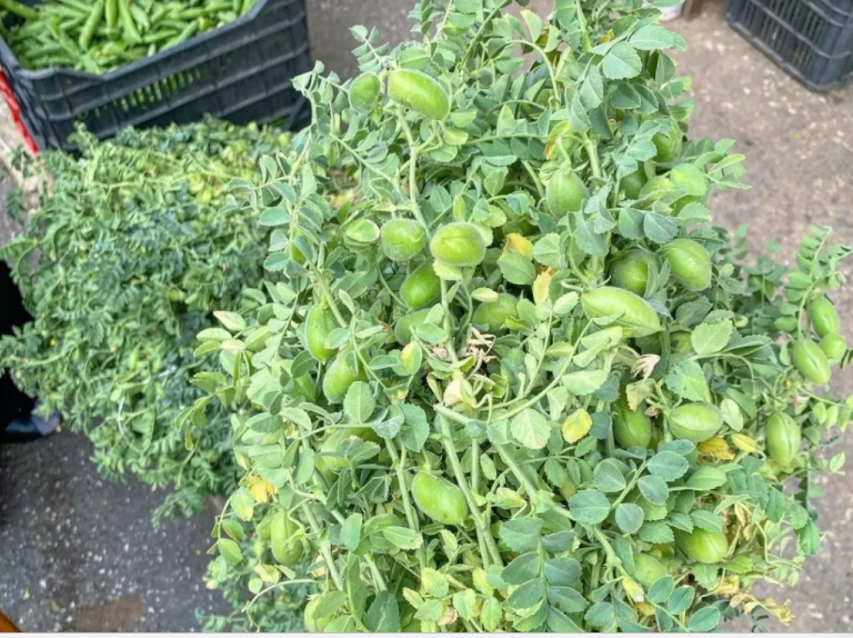 علماء ينجحون في زراعة (الحاملة) في تربة تحاكي سطح القمر