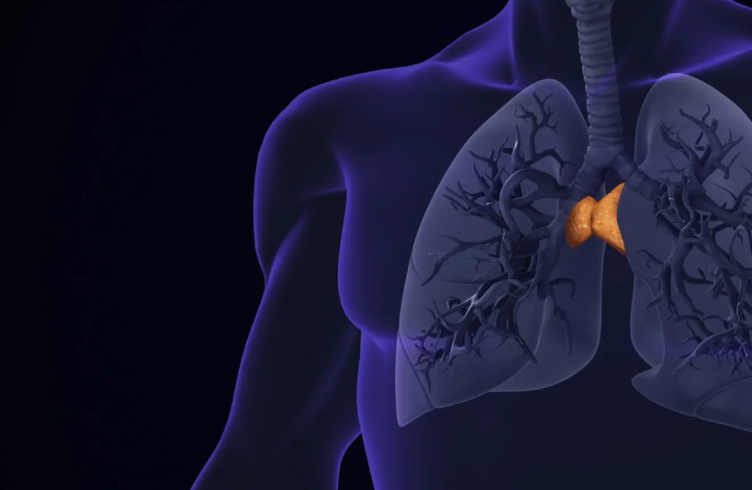 غدة منسية قد تغيّر فهمنا للشيخوخة والسرطان!